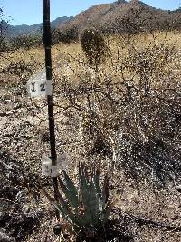 Opuntia engelmannii image