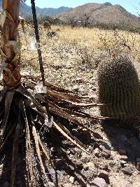 Opuntia engelmannii image