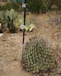 Ferocactus wislizeni image