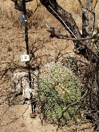 Ferocactus wislizeni image