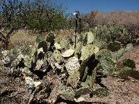 Opuntia engelmannii image