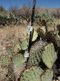 Ferocactus wislizeni image