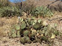 Opuntia engelmannii image