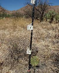 Opuntia engelmannii image