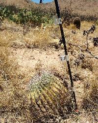 Ferocactus wislizeni image