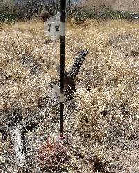 Ferocactus wislizeni image