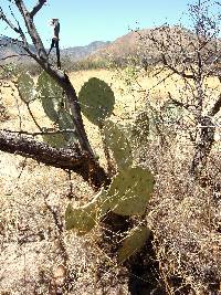 Opuntia engelmannii image