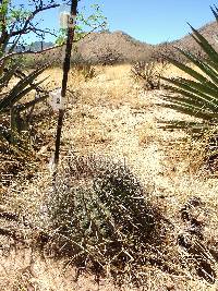 Ferocactus wislizeni image