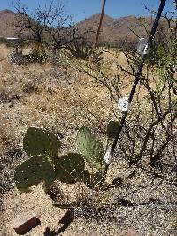 Opuntia engelmannii image