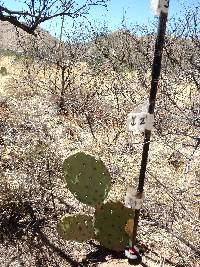 Opuntia engelmannii image