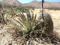 Ferocactus wislizeni image