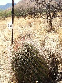 Ferocactus wislizeni image