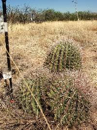 Ferocactus wislizeni image