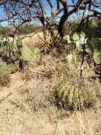 Ferocactus wislizeni image