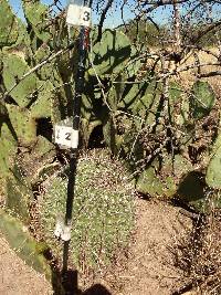 Ferocactus wislizeni image