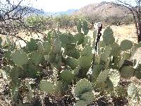 Opuntia engelmannii image