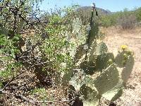 Opuntia engelmannii image