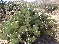 Opuntia engelmannii image