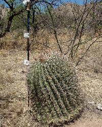 Ferocactus wislizeni image
