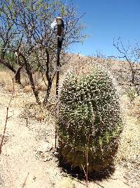 Ferocactus wislizeni image