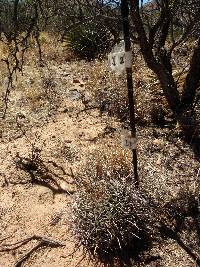 Ferocactus wislizeni image