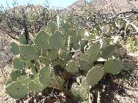 Opuntia engelmannii image