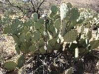 Opuntia engelmannii image