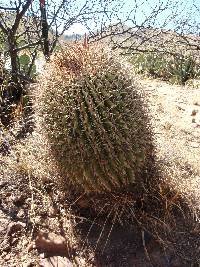 Ferocactus wislizeni image