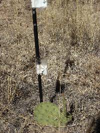 Opuntia engelmannii image