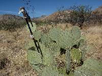 Opuntia engelmannii image