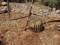 Ferocactus wislizeni image