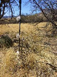 Cylindropuntia spinosior image