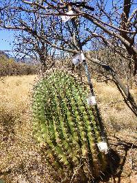 Ferocactus wislizeni image