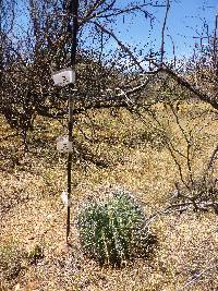 Ferocactus wislizeni image