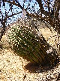 Ferocactus wislizeni image