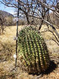 Ferocactus wislizeni image