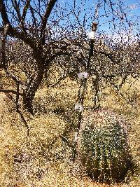 Ferocactus wislizeni image