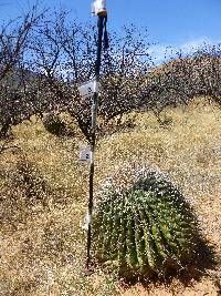 Ferocactus wislizeni image