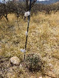 Ferocactus wislizeni image