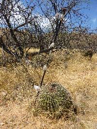 Ferocactus wislizeni image