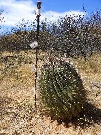 Ferocactus wislizeni image