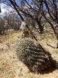 Ferocactus wislizeni image