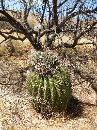 Ferocactus wislizeni image