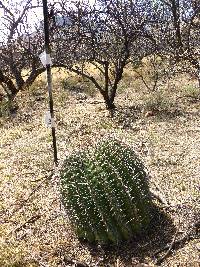 Ferocactus wislizeni image