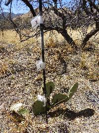Opuntia engelmannii image