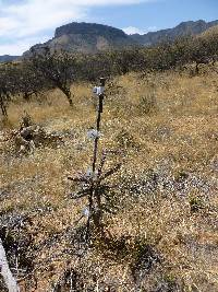 Cylindropuntia spinosior image