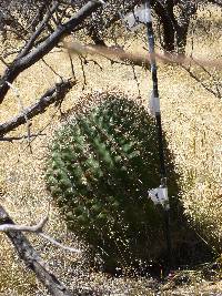 Ferocactus wislizeni image