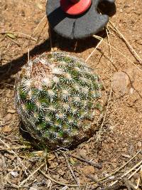 Echinocereus rigidissimus image