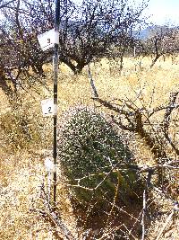 Ferocactus wislizeni image