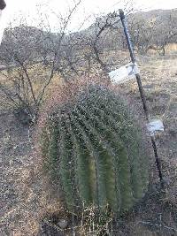 Ferocactus wislizeni image